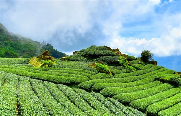初霜から大切な植物を守る！プロが教える冬越し対策と注意点