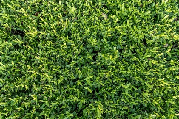 観葉植物の水やり、失敗しないコツ！正しいタイミングと頻度の見極め方