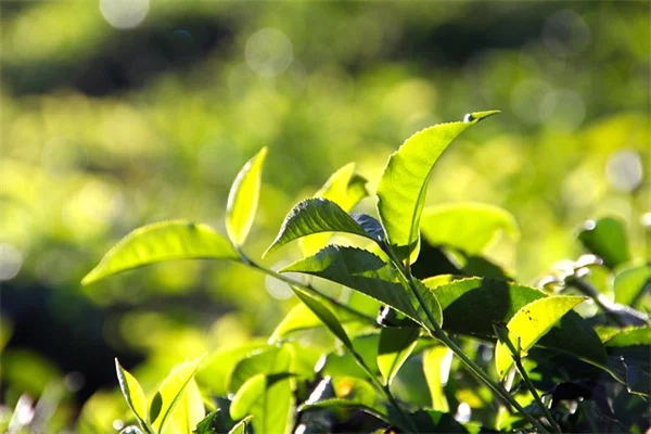 8つの低メンテナンス植物を紹介！手間いらずで美しい庭作りのコツ