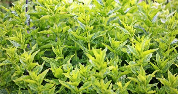 冬の芝生の種まき、成功のコツ6選【経験談と実践手順】