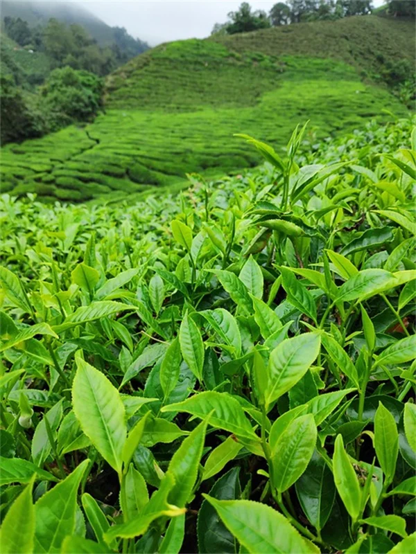 植物写真の基本テクニック5選 スマホでもプロ並みに撮れるコツ